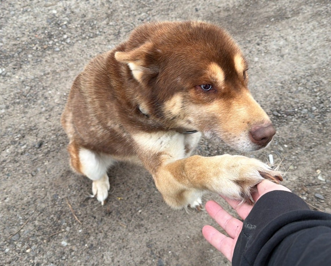 Disabled Veteran Reunites Stolen Dog with its Family